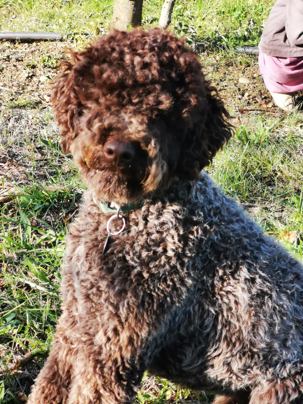 Chien truffier lagotto au travail dans une truffière
