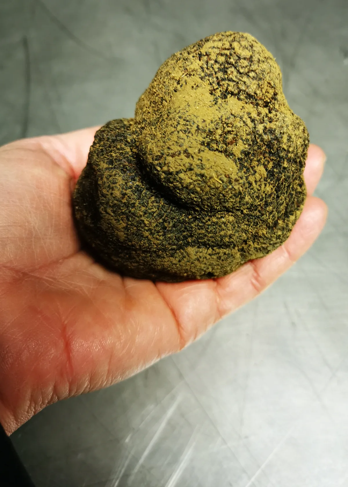 Truffe fraîchement récoltée tenue dans la main