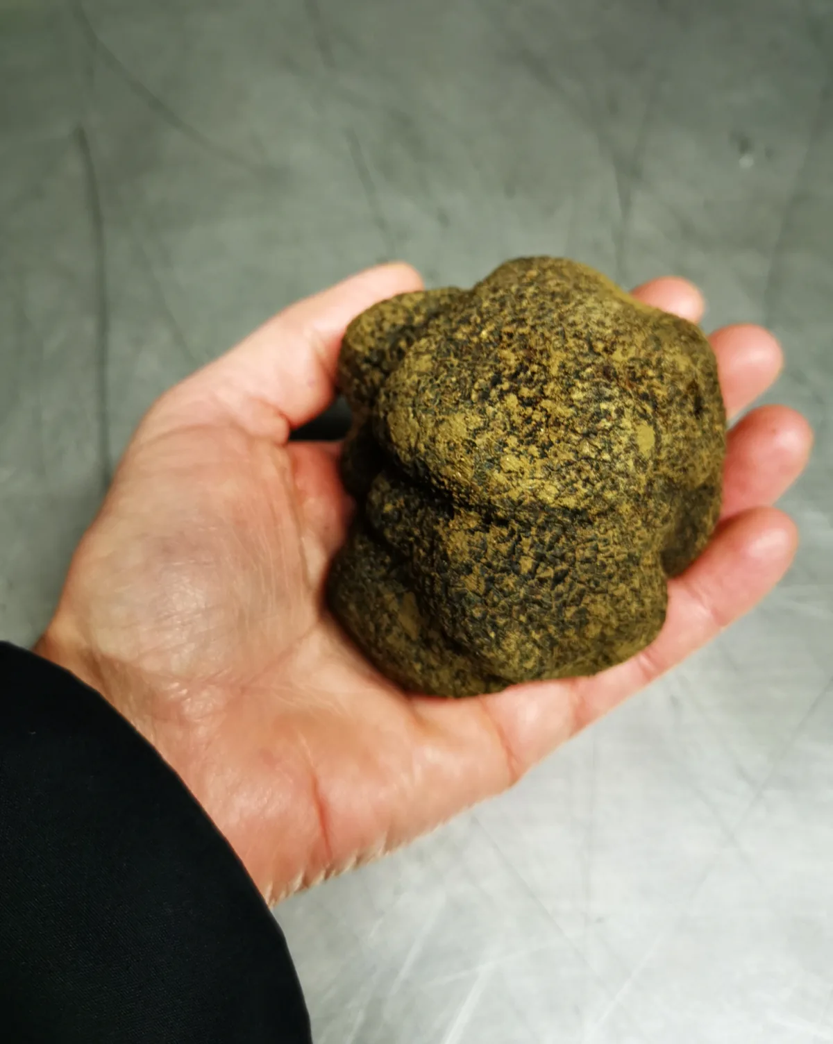 Truffe d'été tenue dans la main après le cavage
