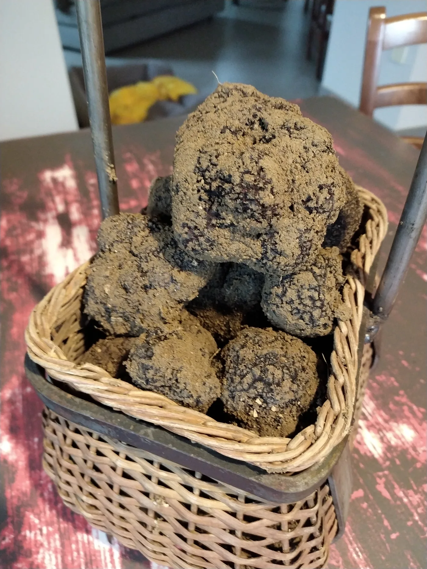 Corbeille de truffes noires fraîchement récoltées