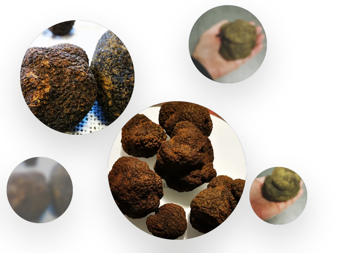Récolte de truffes noires